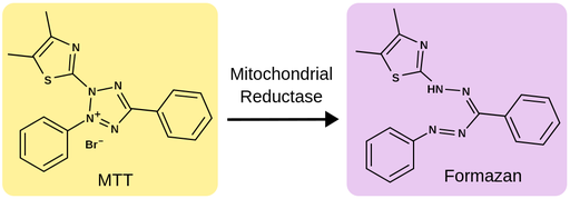 MTT reaction