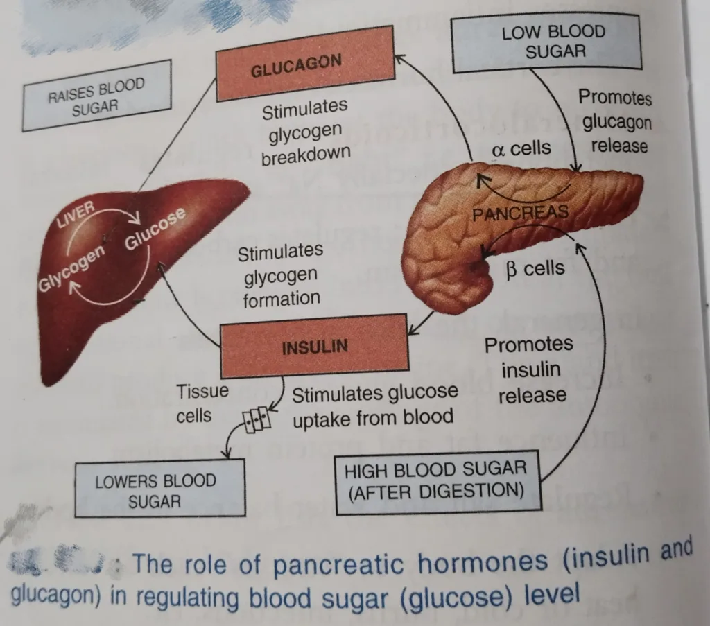 The role of pancreatic hormones (insulin and glucagon) in regulating blood sugar (glucose) level