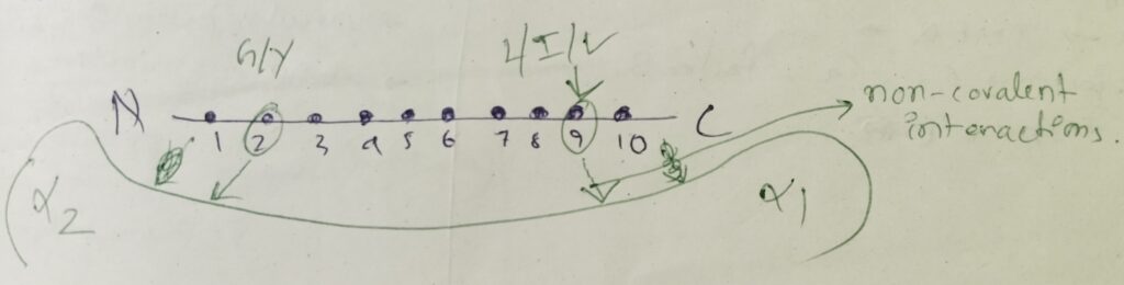 The image shows in which position a protein can bind of Major Histocompatibility complex I. 