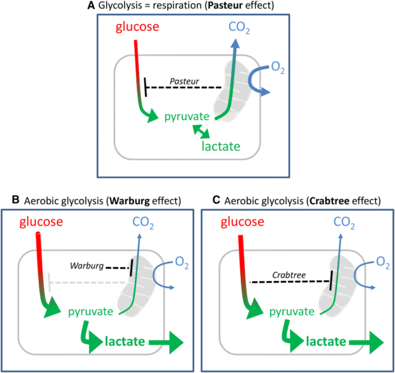  Crabtree effect and Warburg effect [DBT-2024]