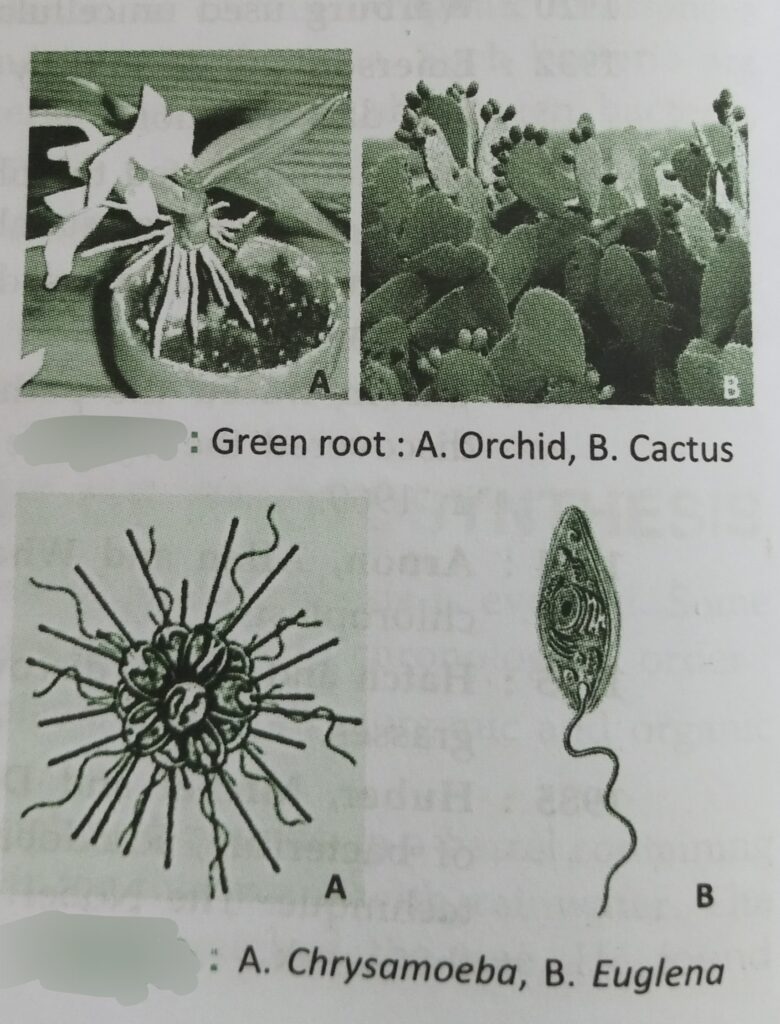 Sites of photosynthesis which obeys the photosynthesis equation