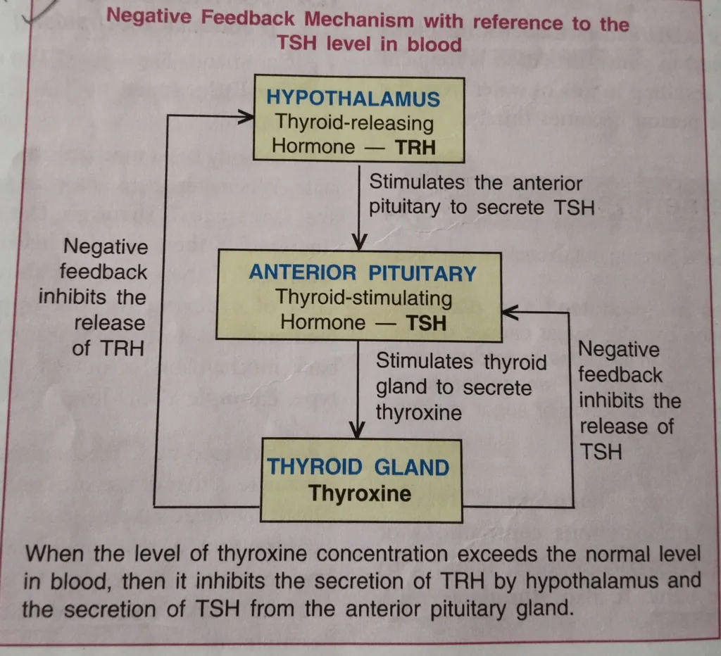 Negative feedback mechanism with reference to the TSH level in blood: Negative feedback control of Thyroxine