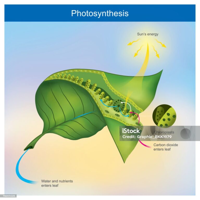 Photosynthesis equation and reactants photosynthesis [mainly CO2, H2O]
