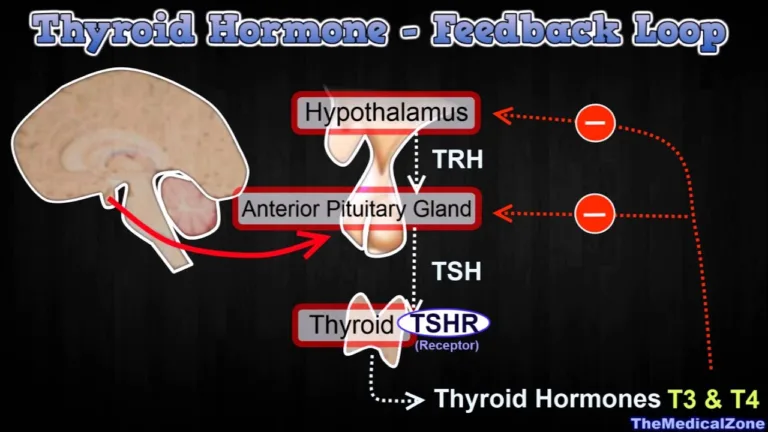 Negative feedback control of Thyroxine [Helpful for 12th standard]