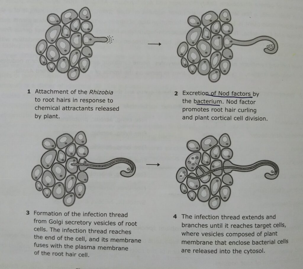 The formation nodule in plants by rhizobium species