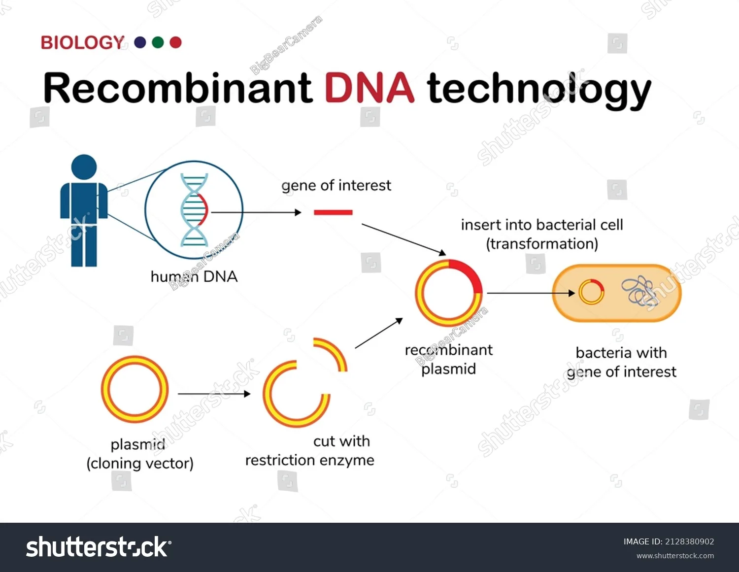 recombinant dna technology