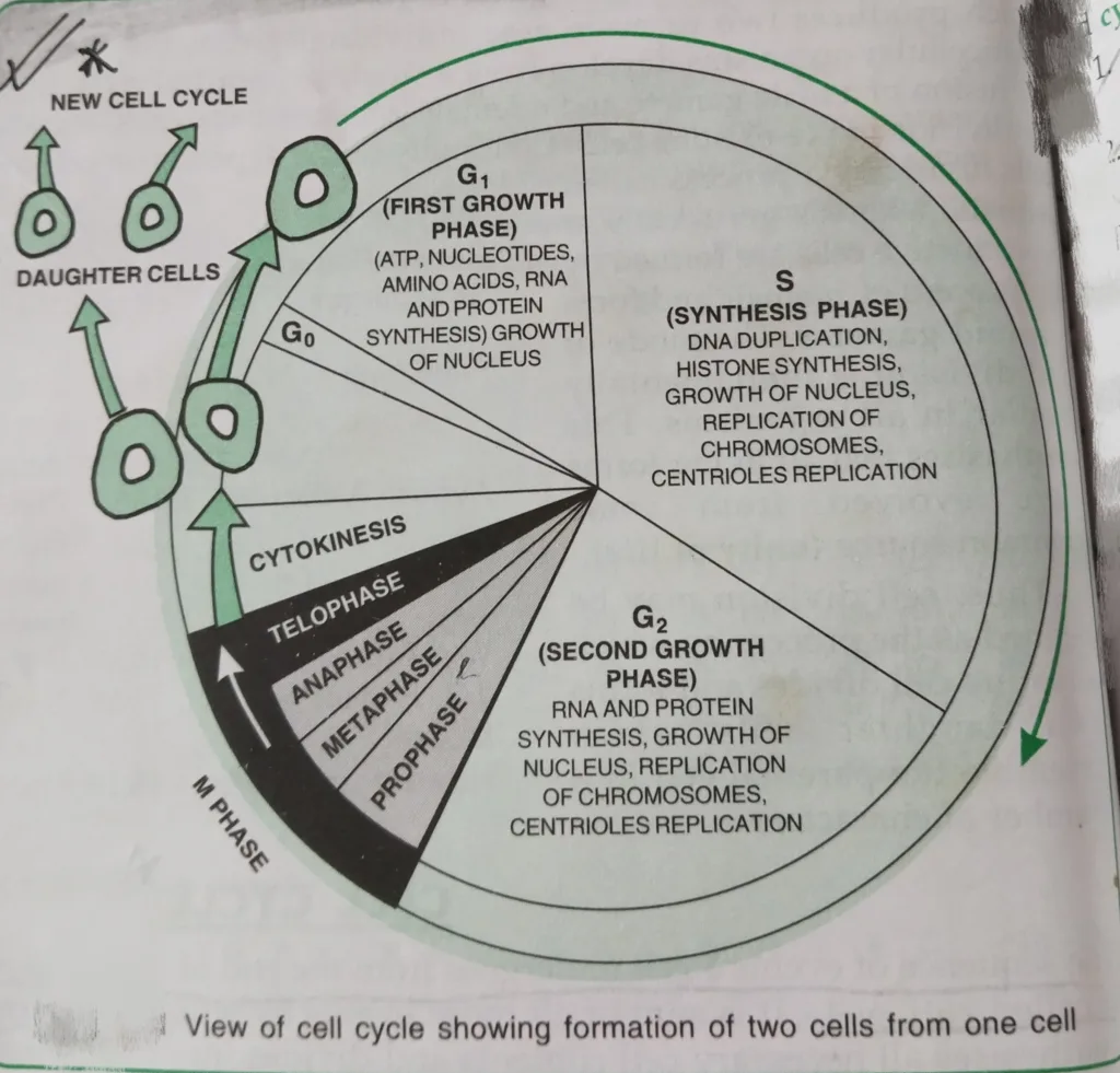 Cell cycle stages