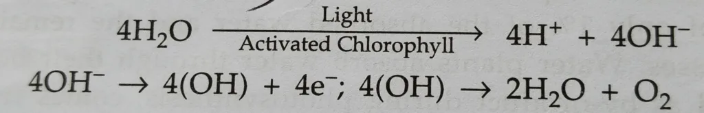 Important part of Light reaction- Photolysis of water and evolution of water