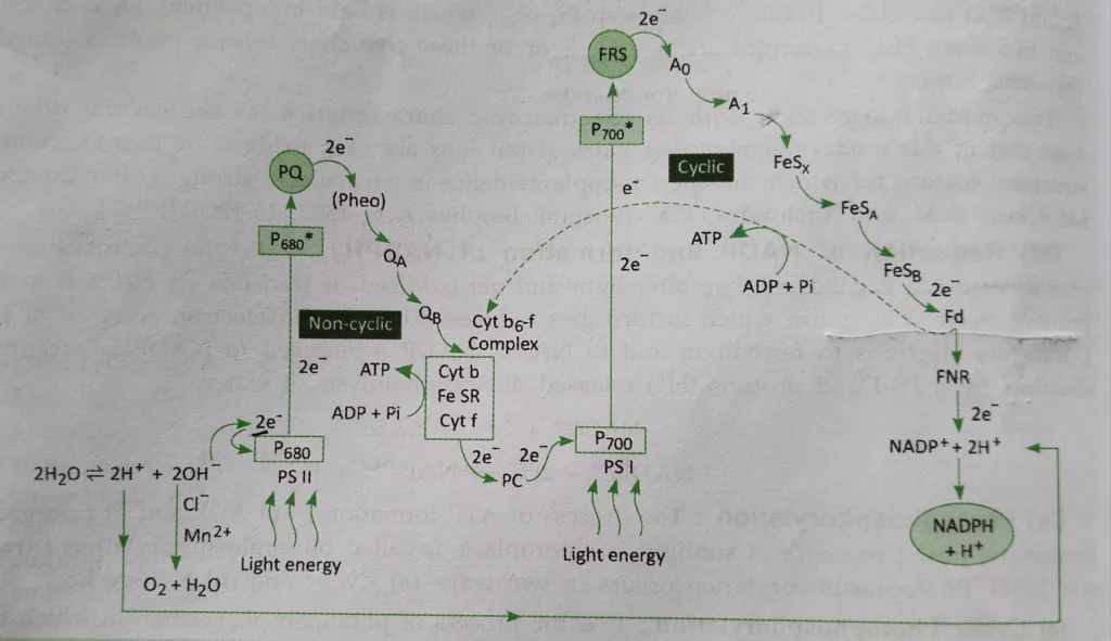 Non-cyclic photophosphorylation (Important part of Light reaction)