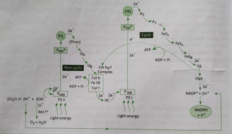 Light reaction or Photochemical reaction of photosynthesis [useful for all competitive exams’24 related to Life Science]