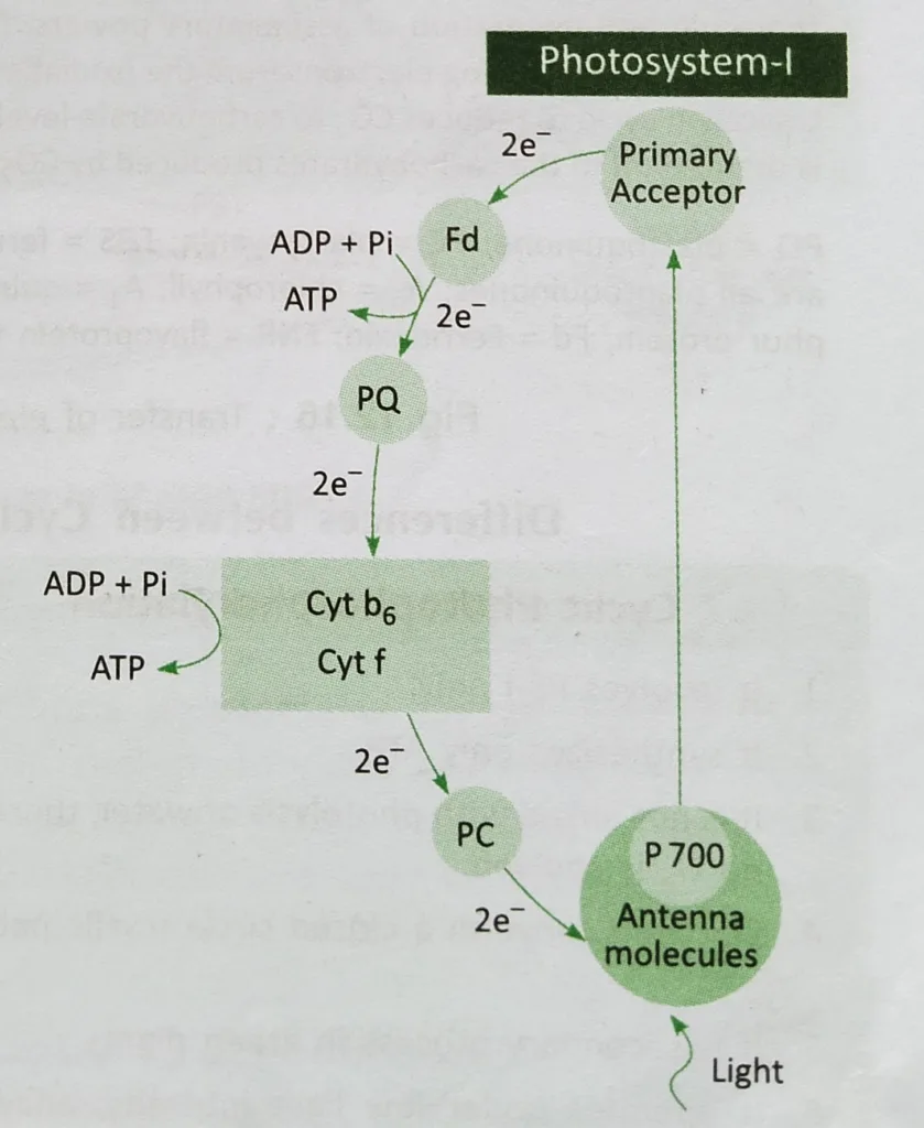 Cyclic photophosphorylation