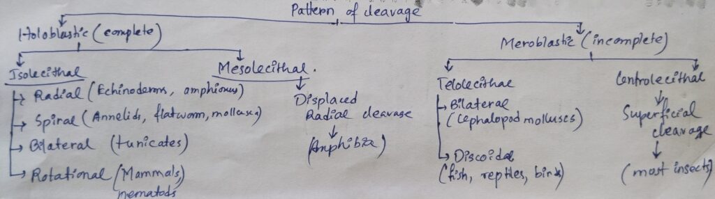 Patterns of cleavage with examples within a chart