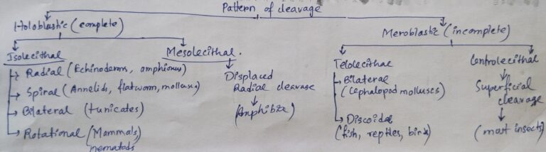 Patterns of cleavage [useful for all competitive exams’24 related to Life Science]
