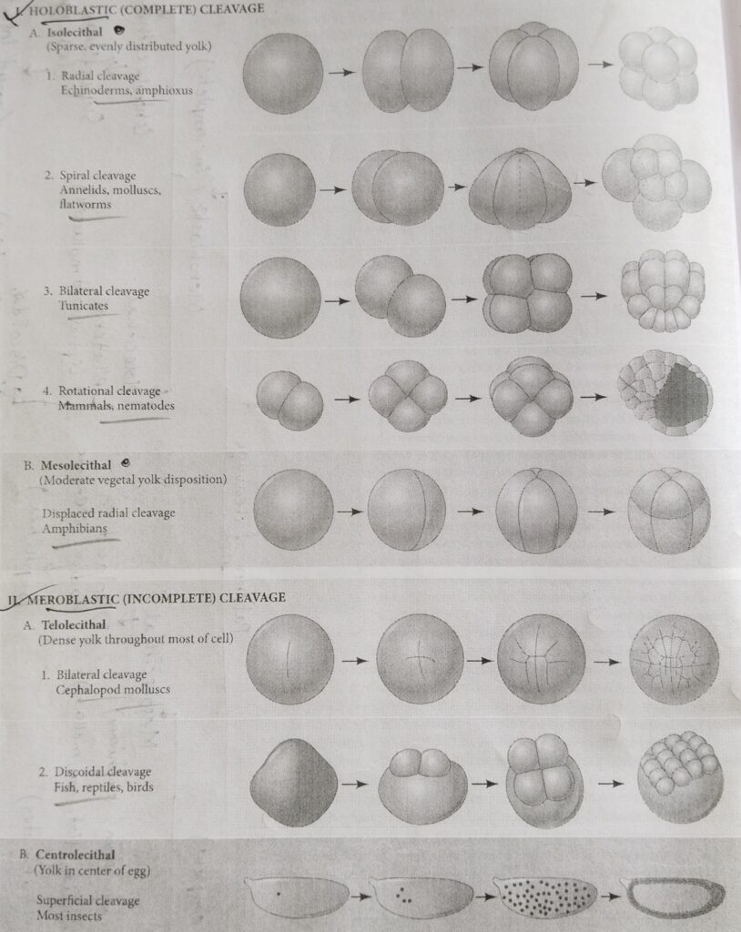 Summary of the patterns of cleavage with examples and diagrams: