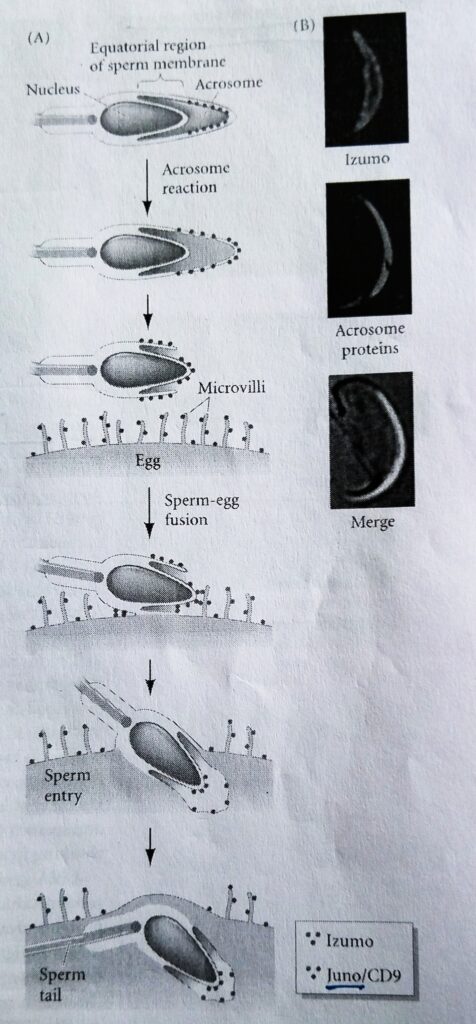 The mechanism of gamete fusion in the mouse fertilization