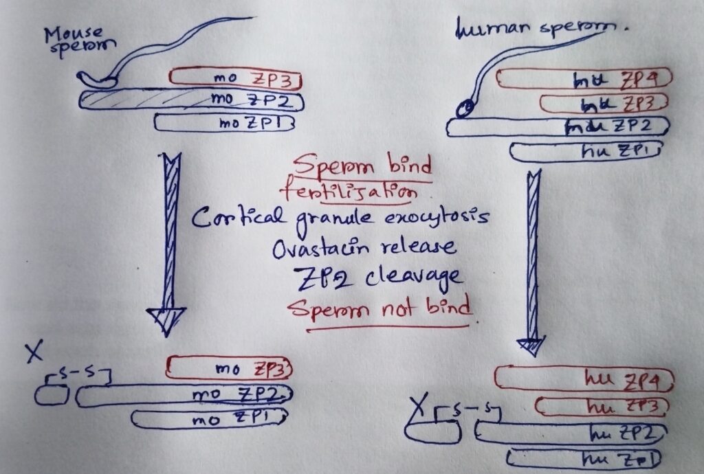 Brief schematic diagram of the prevention of polyspermy in humans and mice. 