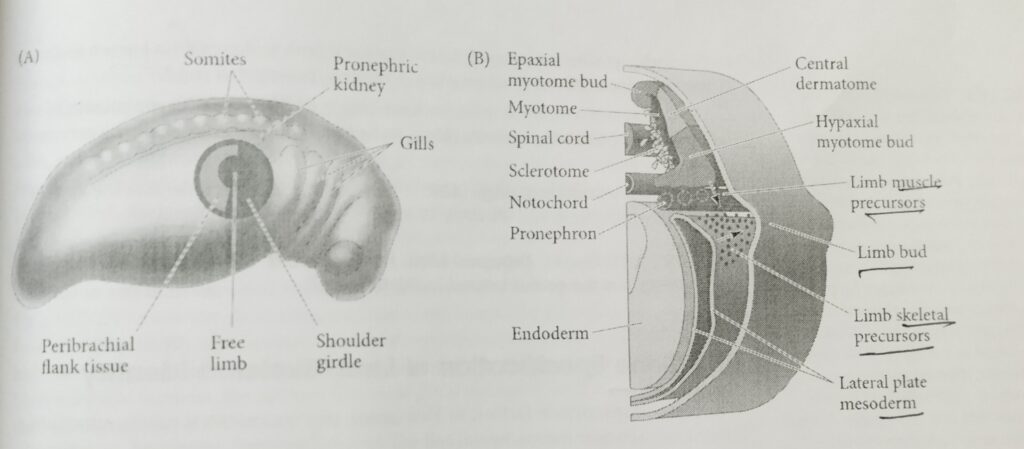 The image shows the generation of the tetrapod limbs. 