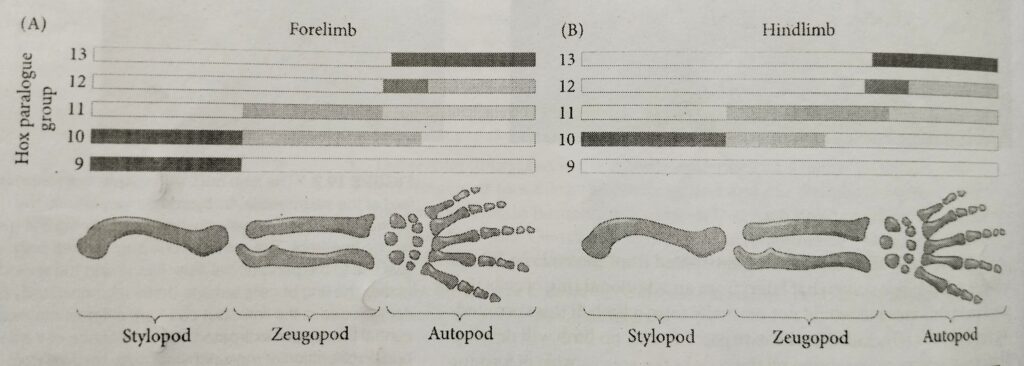 5' Hox gene patterning of the fore limb