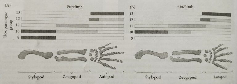 Tetrapod Limbs Development [Useful for life science related competitive exam’24]