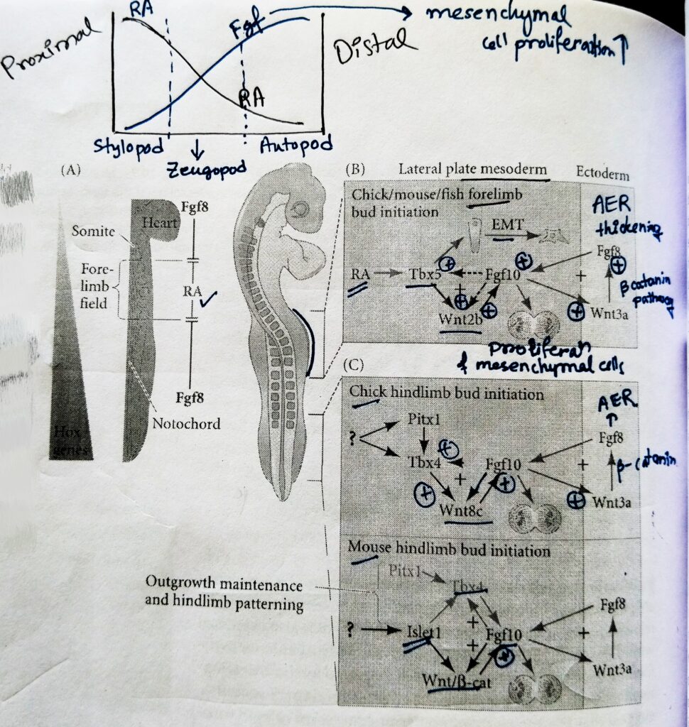 Model for Tetrapod Limbs Field Initiation