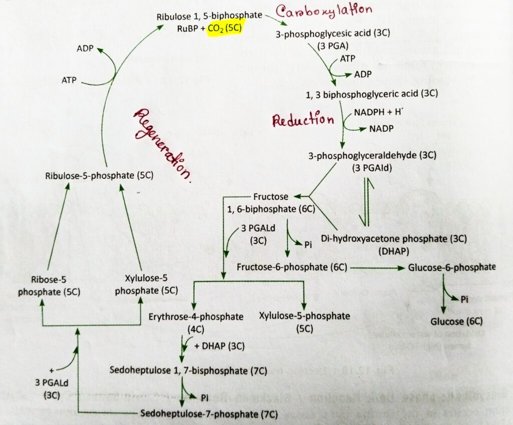 Schematic representation of Calvin Benson cycle