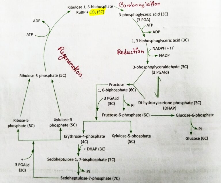 Calvin Benson cycle or Dark reactions or C3 cycle [Useful for Life Science exams’24]