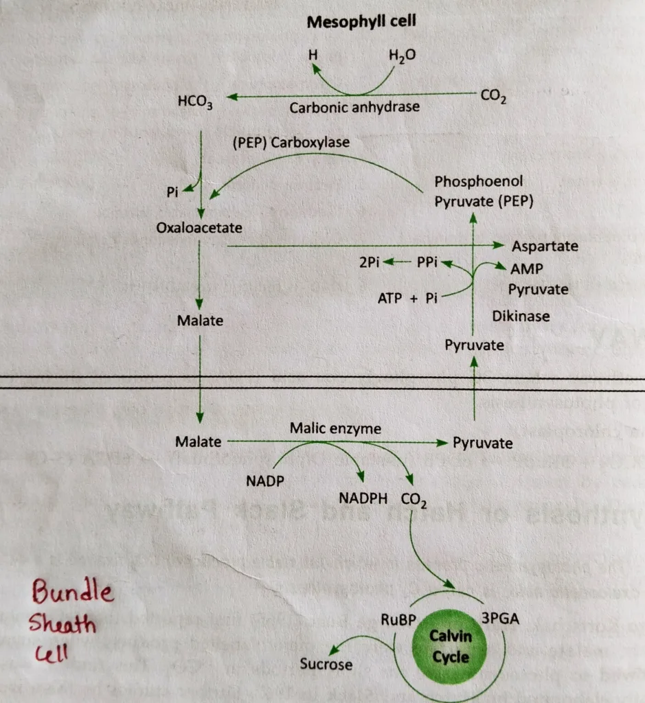 Schematic representation of Hatch and Slack pathway