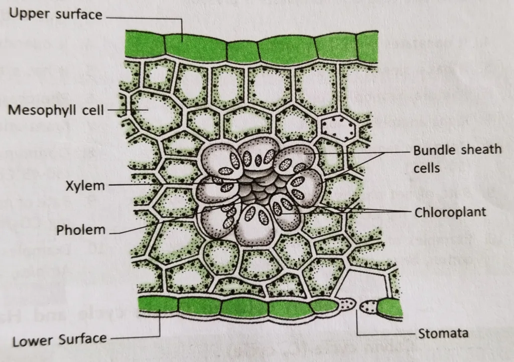 Kranz anatomy of C4 plants