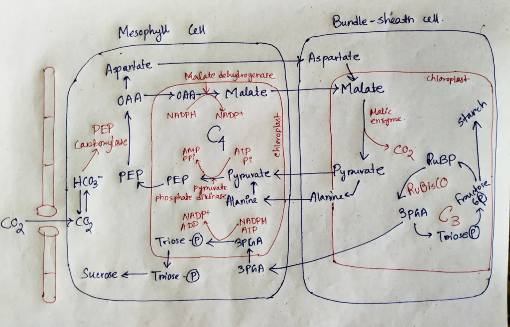 Diagram of C4 cycle