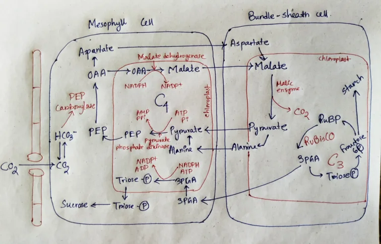 Hatch and Slack Pathway or C4 cycle (Useful for Life Science related competitive exams)