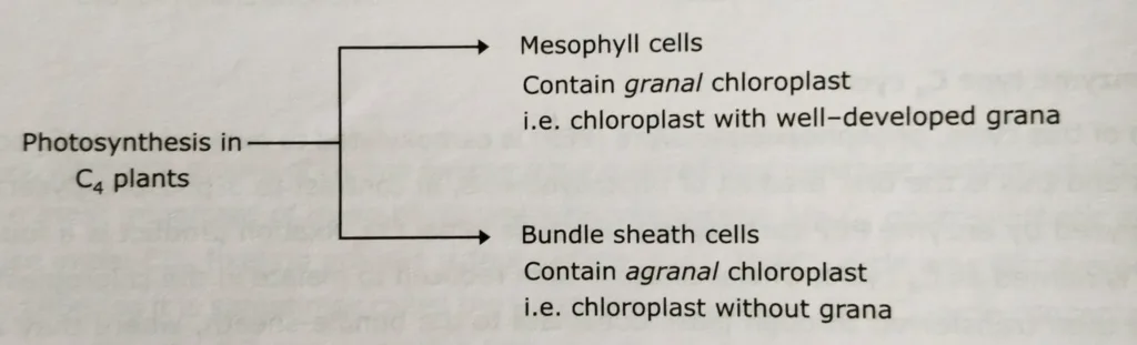 Two types of cells participate in C4 pathway