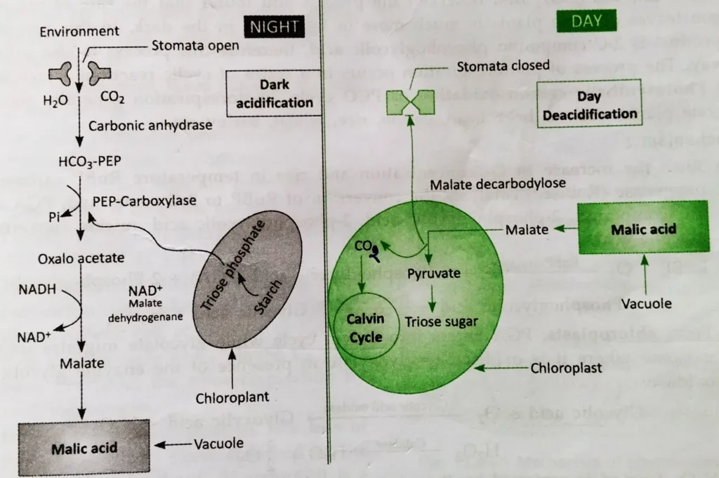 Schematic representation of Crassulacean Acid Metabolism (CAM)