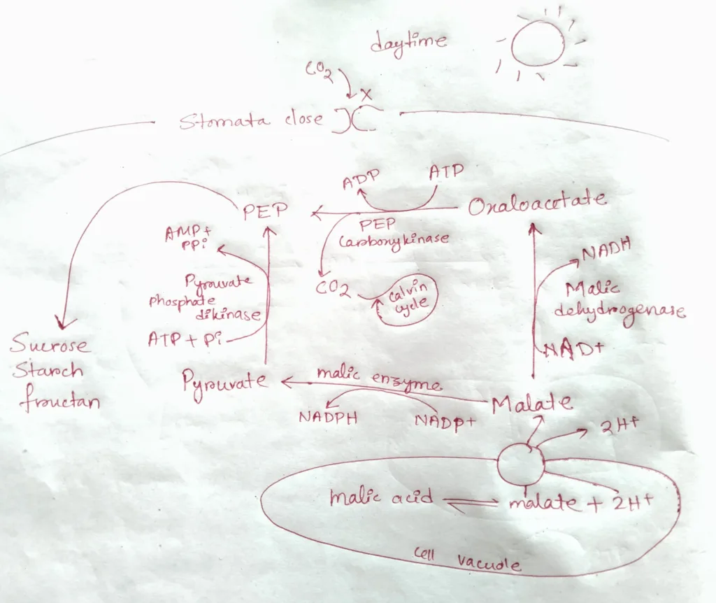 At the Night time, Malic acid is decarboxylated to pyruvate. 