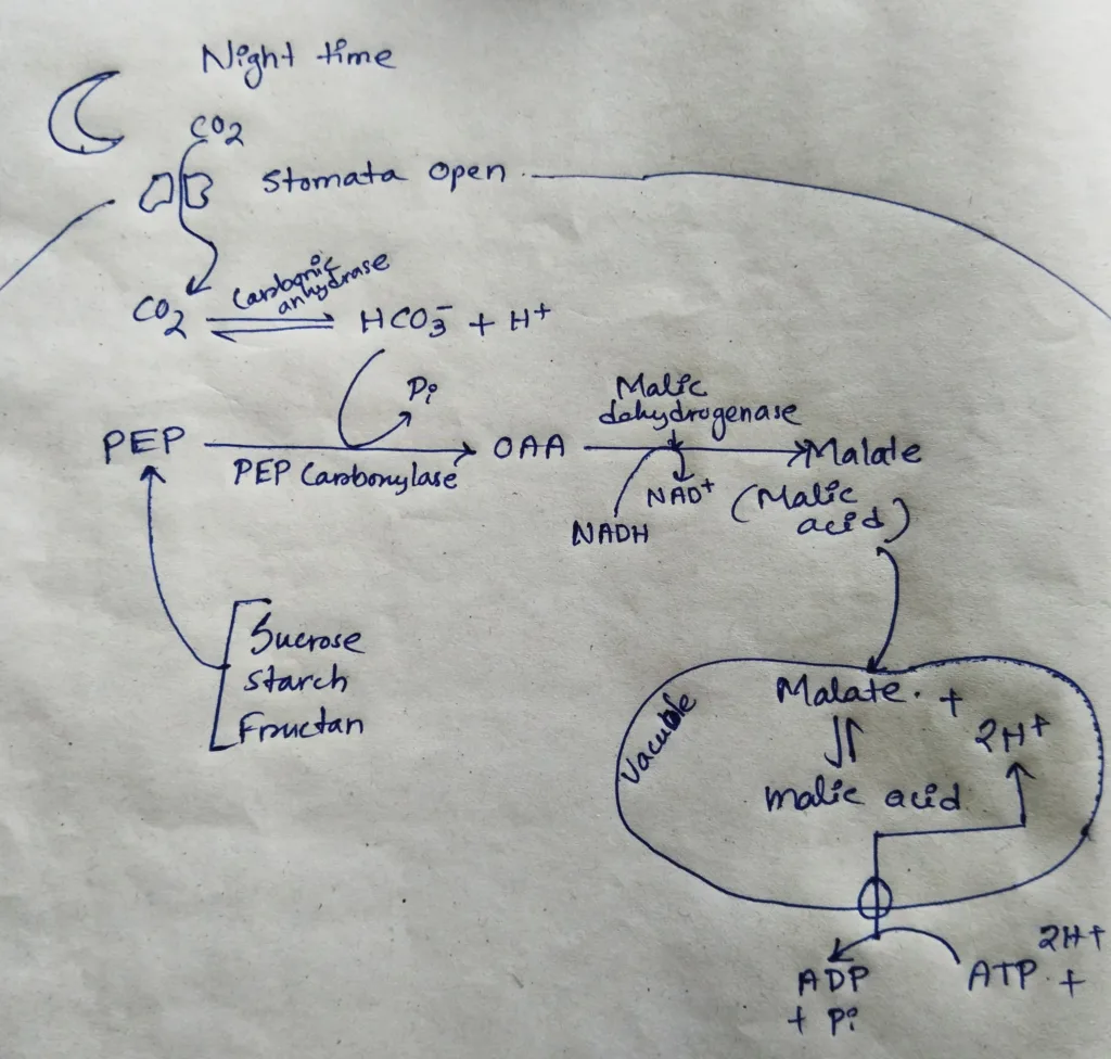 At the Night time, Malic acid is stored in the cell vacuole. 