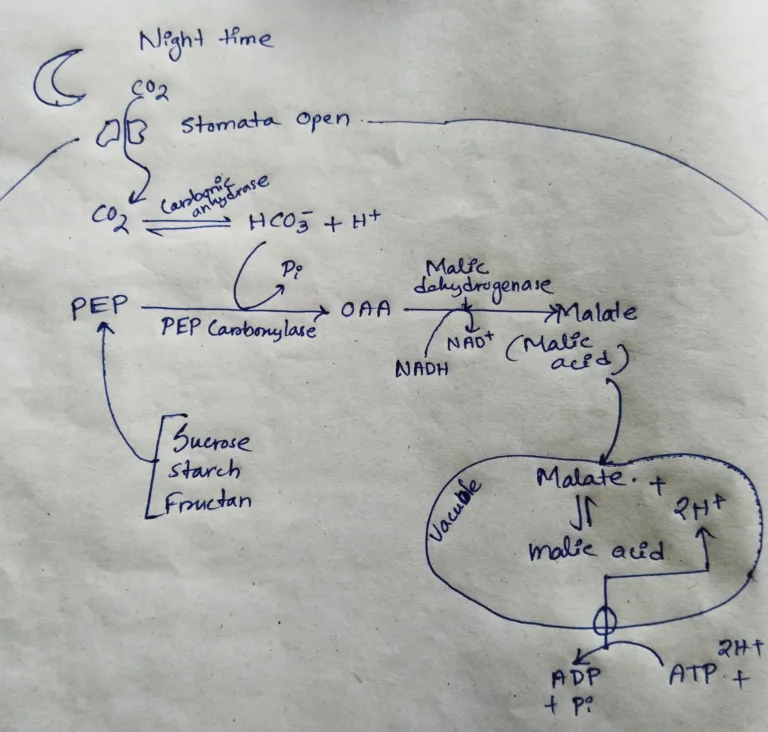 Crassulacean Acid Metabolism (CAM) [Useful for Life Science related competitive exams’24]
