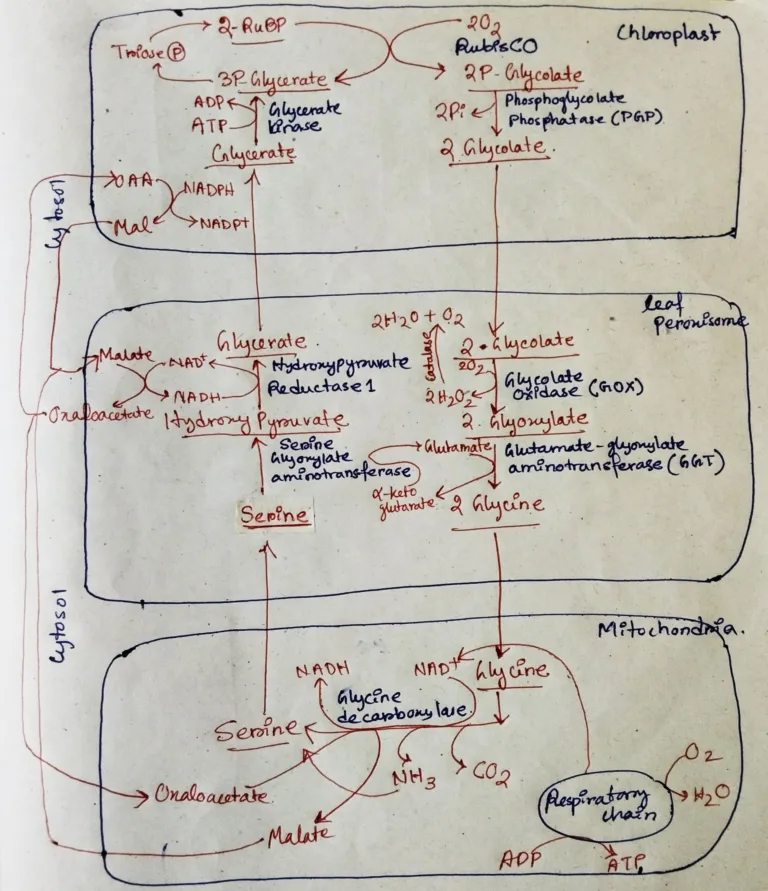 Photorespiration or C2 pathway