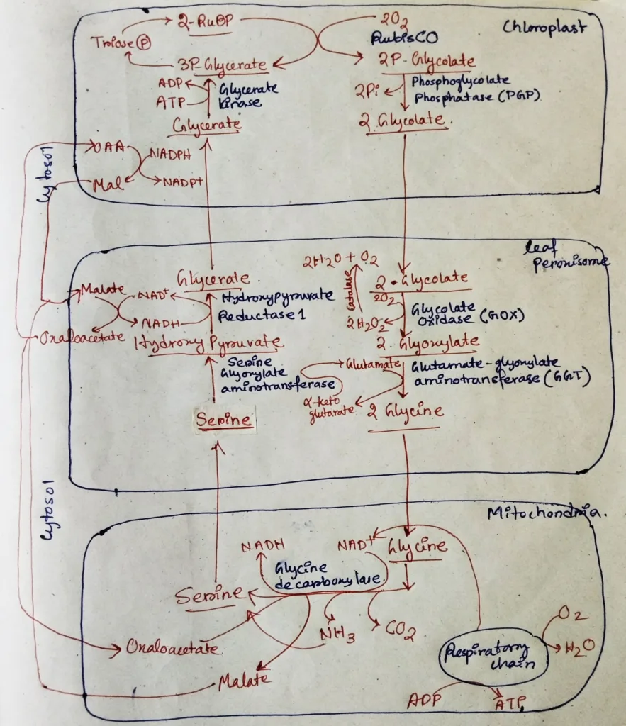 Schematic representation of photorespiration in detail