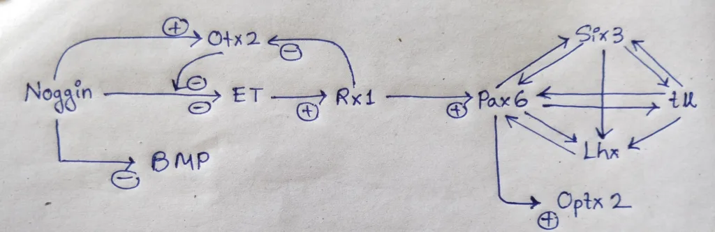 Dynamic expression of the transcriptions factors leading to eye field specification- eye development