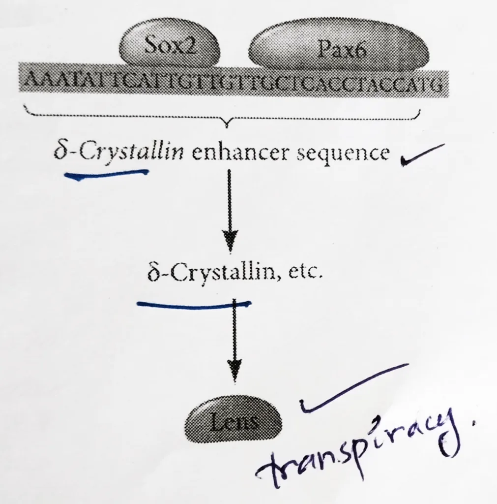 Crystallin gene formation