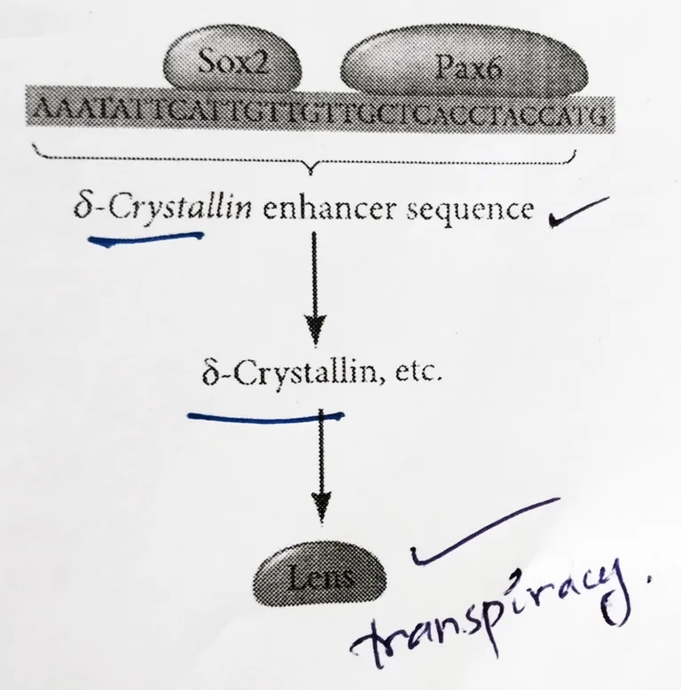 Eye development in vertebrates