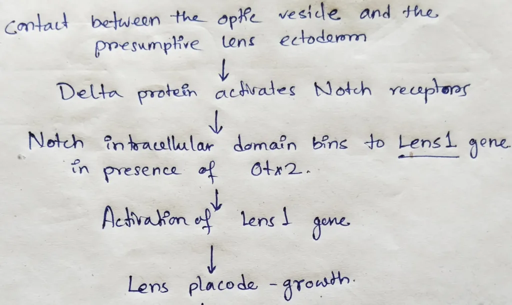 The growth of lens placode