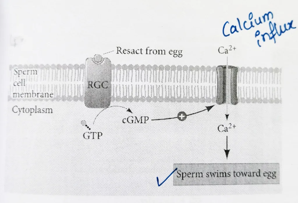 Sperm attraction; sea urchin fertilization 