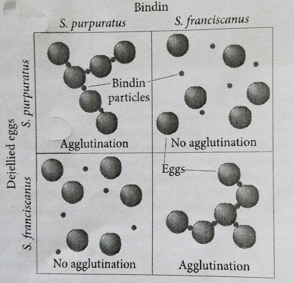 In vitro model of species-specific binding 