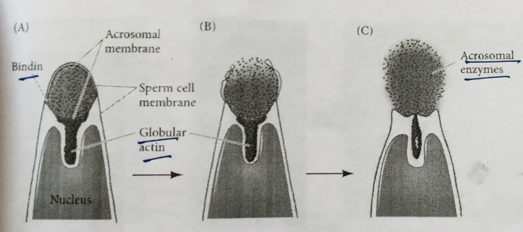 The acrosomal reaction