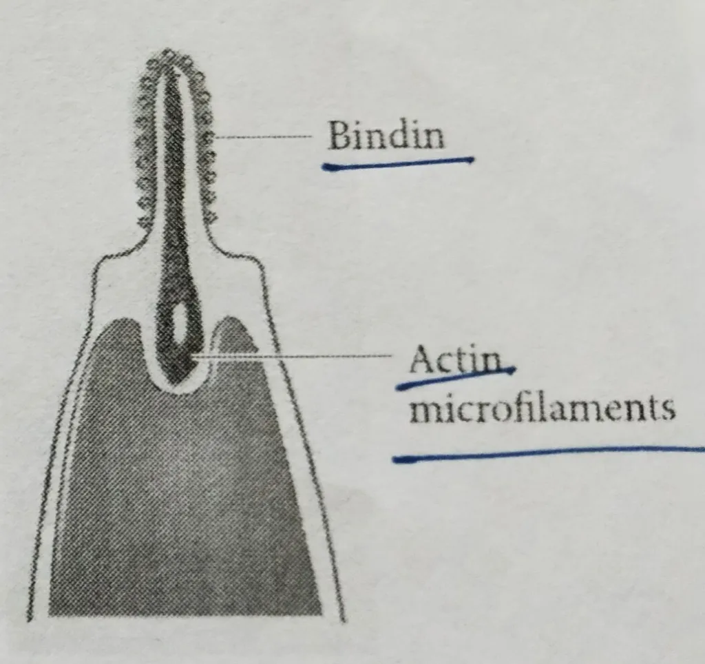 The actin molecules assemble to produce microfilaments, extending to the acrosomal process outward.