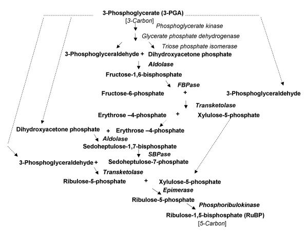 Schematic representation of regeneration of RuBP