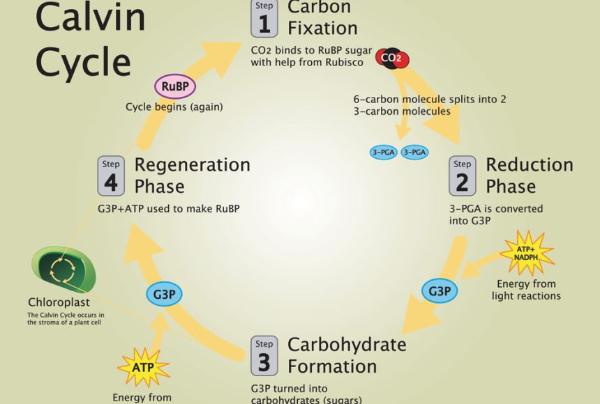 Brief of Calvin Benson cycle