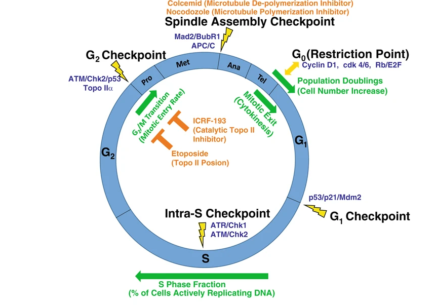 The cell cycle checkpoints, as described in the content