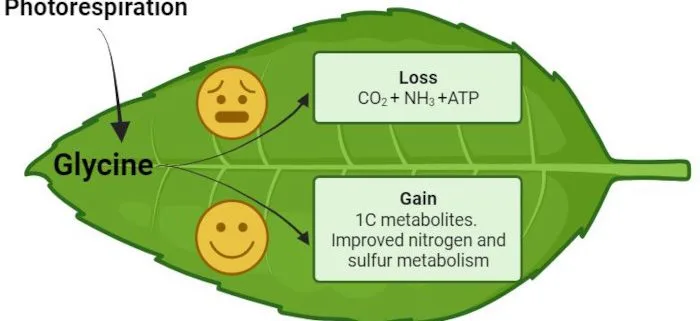 Glycine in photorespiration
