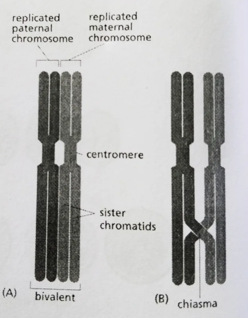 Prophase 1: Homologous pairing and crossing-over.